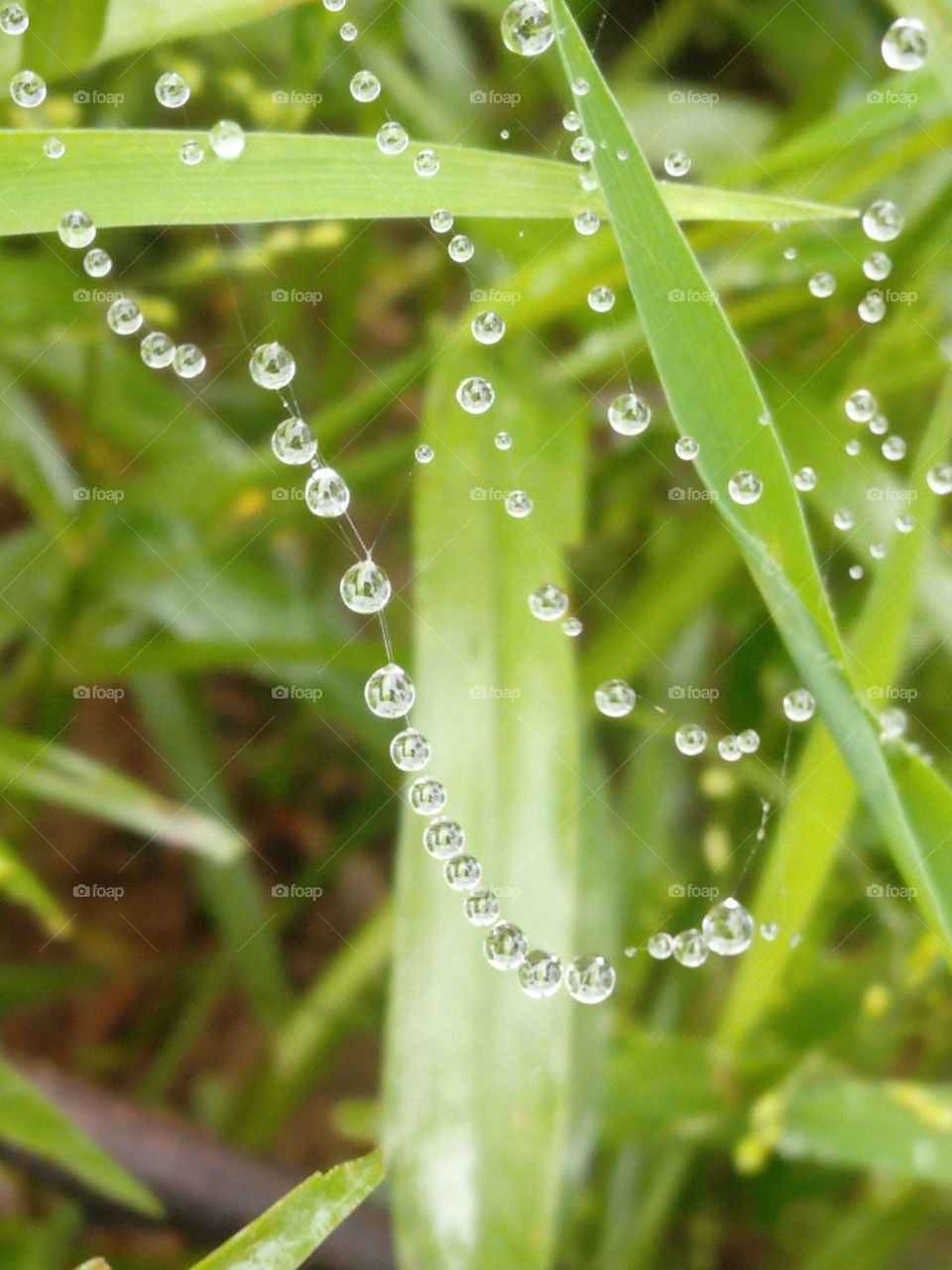 drops of rain's water