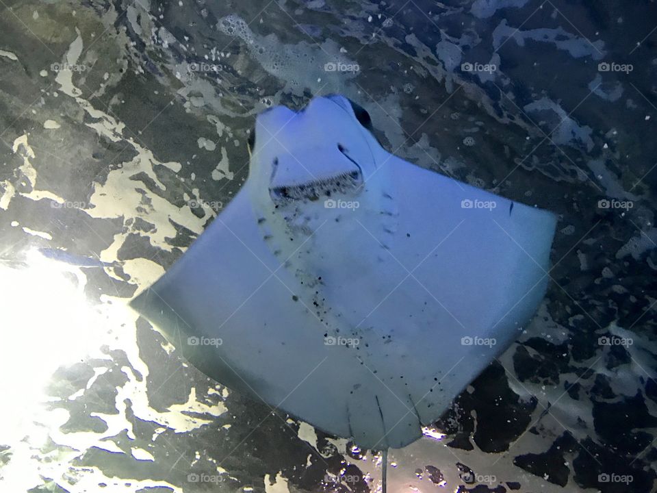 Smiling stingray 