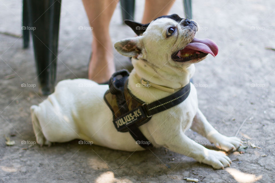 Smiling dog