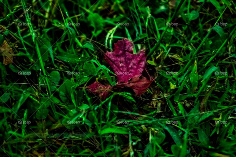 fallen leaf turning purple in the grass