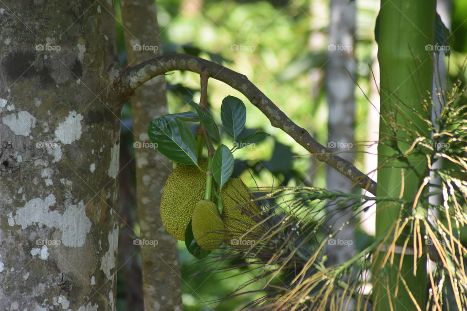 Jack fruit #hanging on 😀
