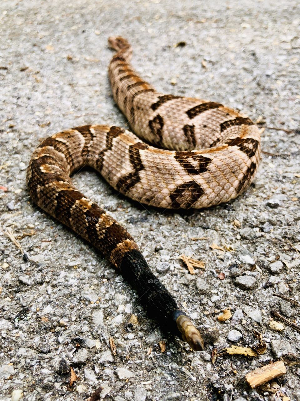 Timber rattlesnake 