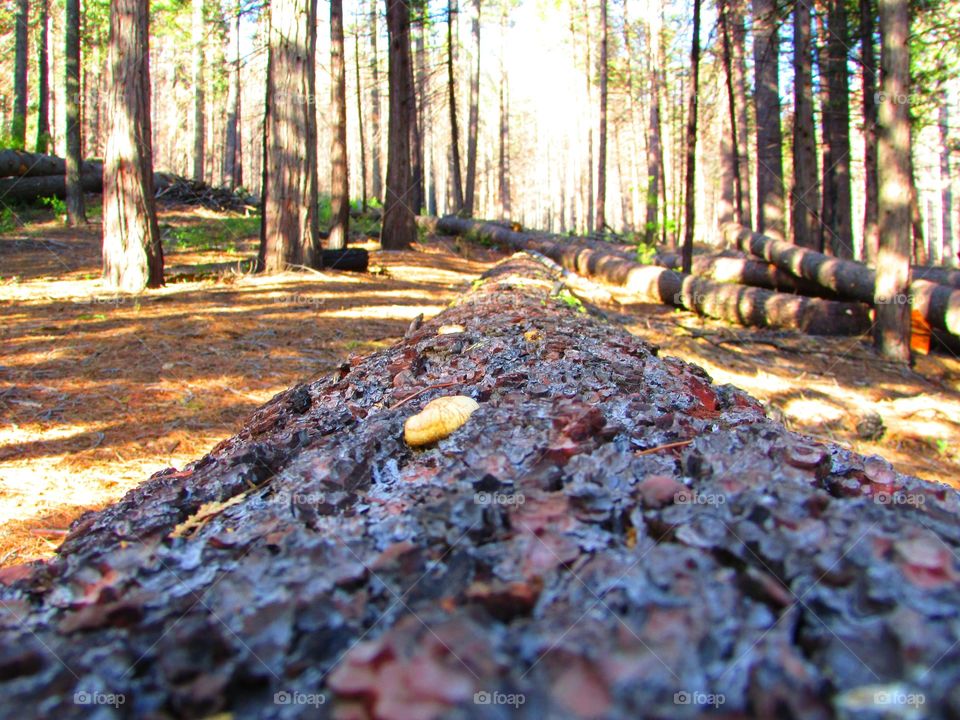 Forest, Yosemite National Forest