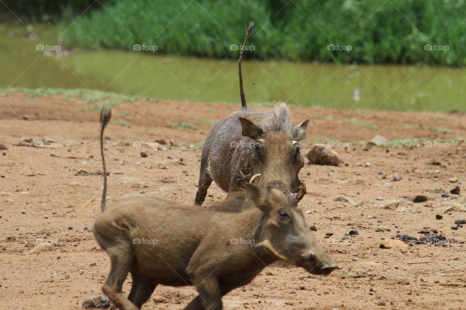 A warthog chasing a rival.   