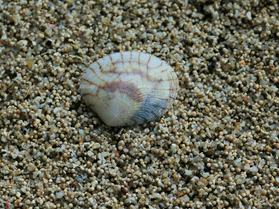 A Shell With Good Texture