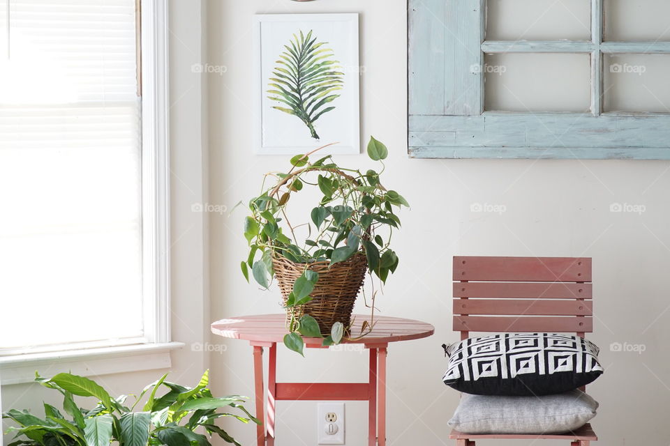 Houseplant in a basket