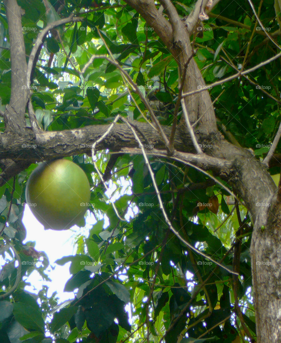 Exotic Fruits brimming with freshness and flavor. Fruit so ripe, it burst with juice when you bite into it. Eat it for the taste, love it for the nutrition!