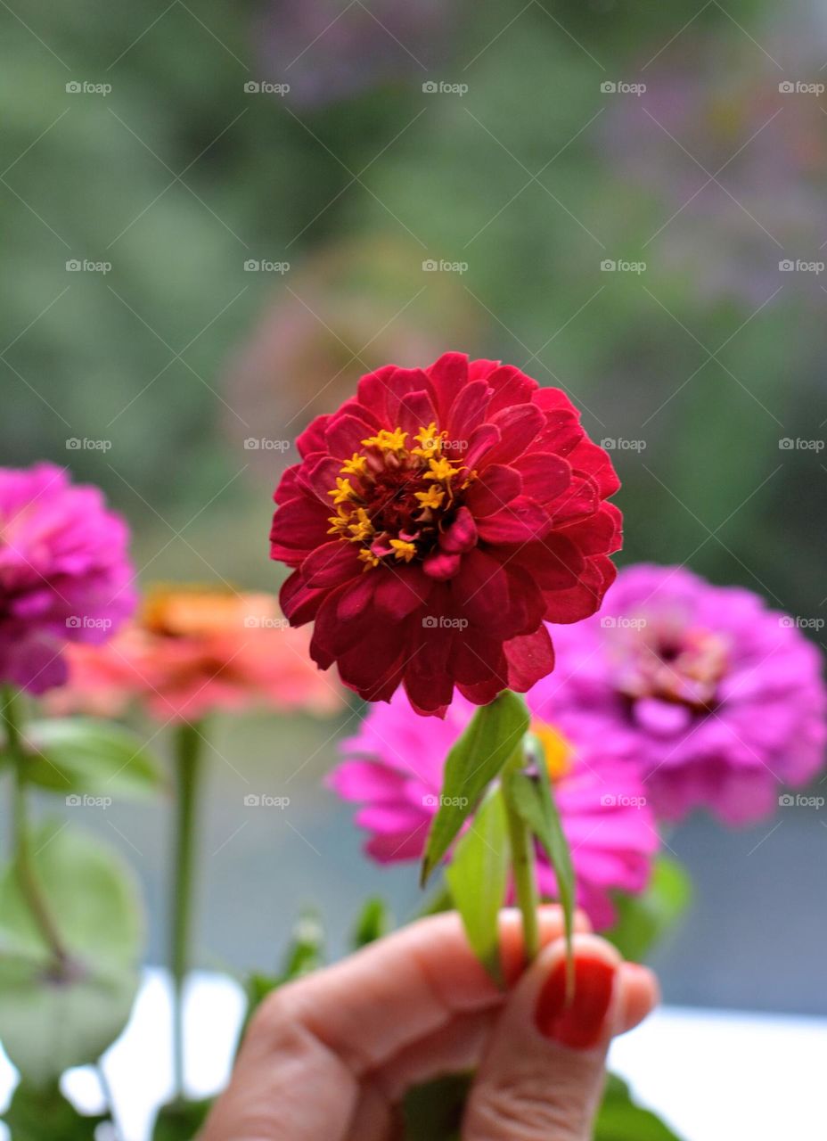 magenta colour flowers and female hand