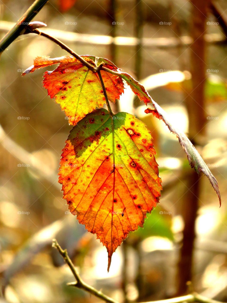 Gorgeous autumn leaf