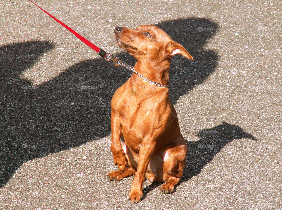 A dog on a leash