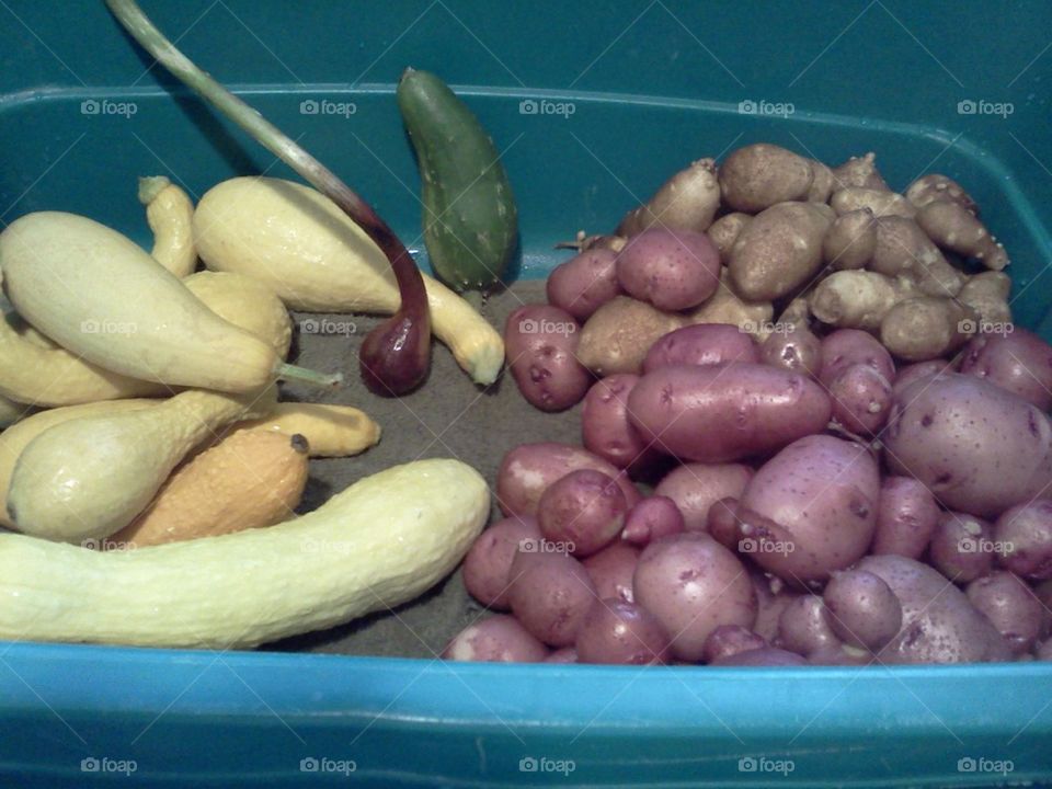 early summer harvest
