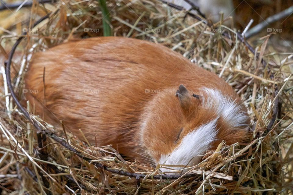 sleeping hamster
