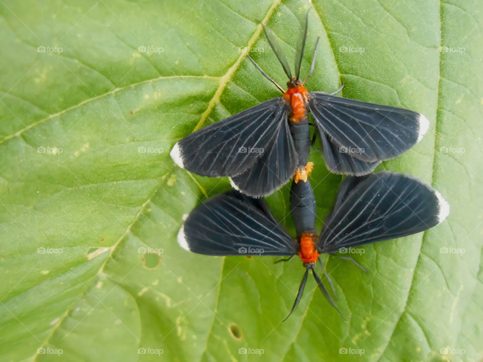 Small Black Butterflies Mating