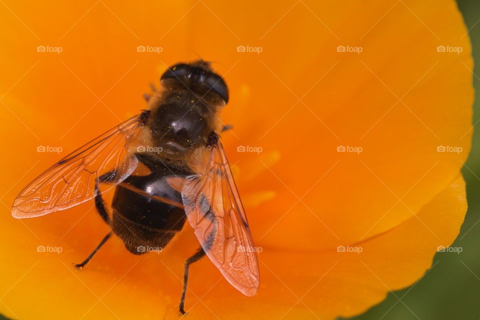 Bee Feeding From Flower