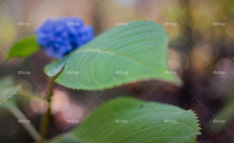 Depth of Field in nature