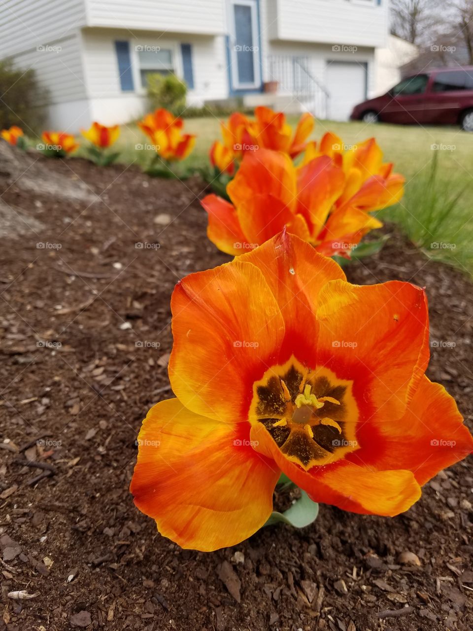 Short stem tulips