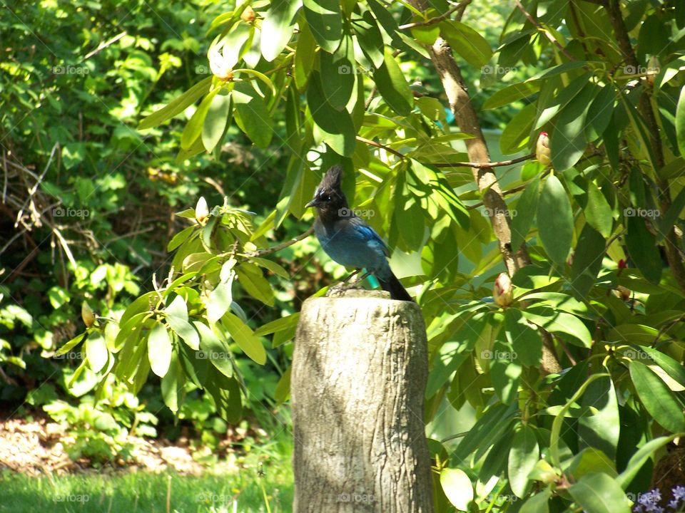 blue jay. blue jay on statue