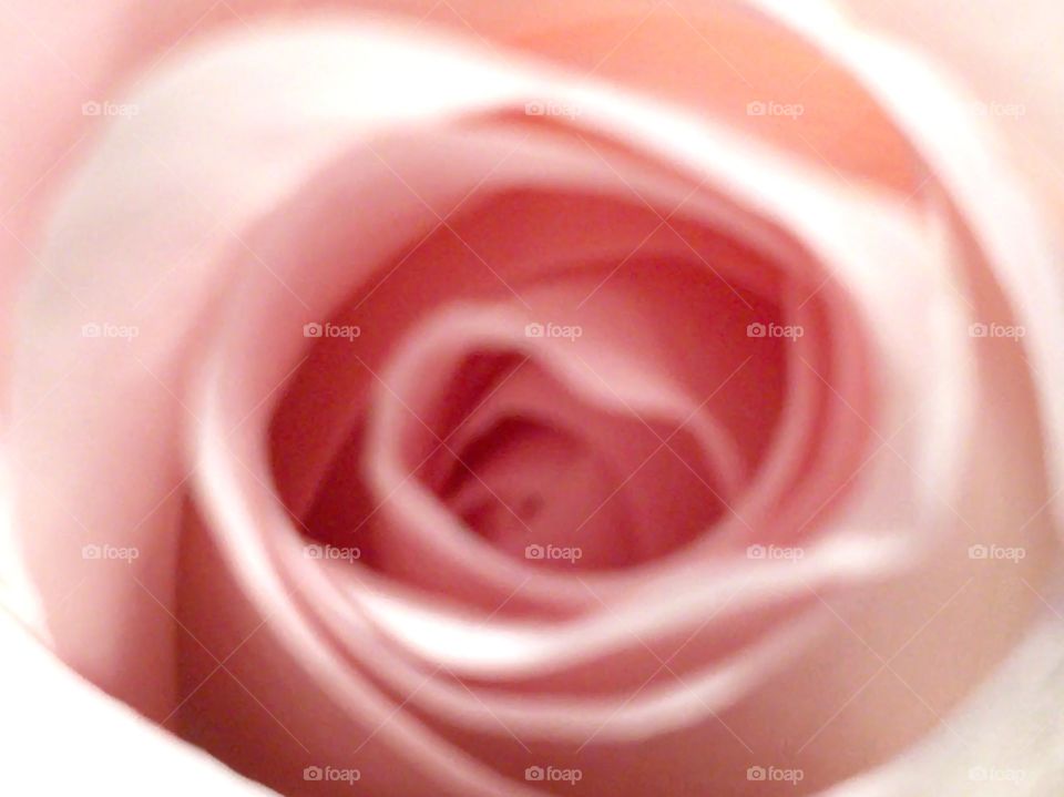 Rose upclose 