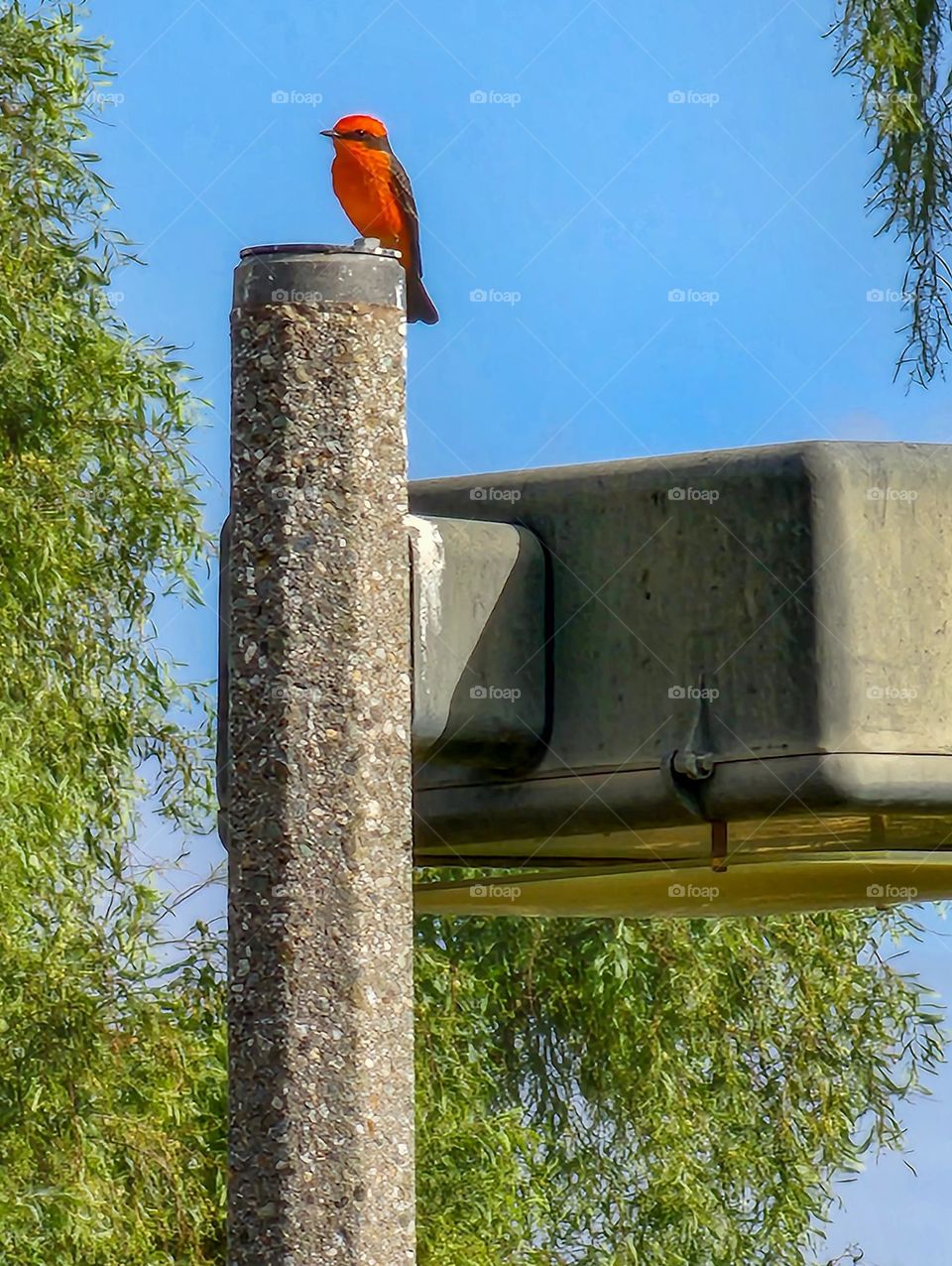 A Vermilion Flycatcher sits atop a light post and offers a stark contrast to the brilliant blue sky