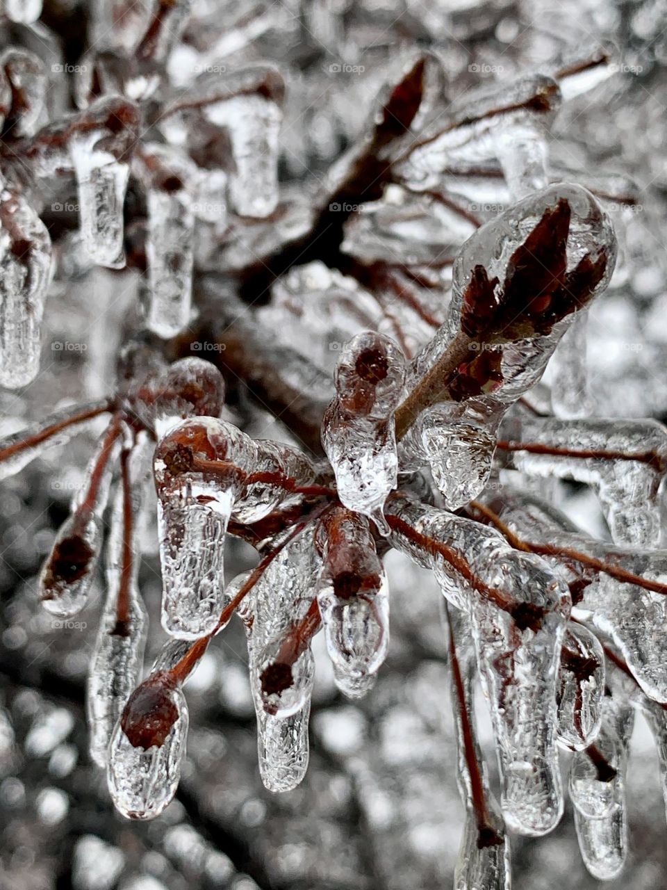 The beauty of icicles in the bare trees. 