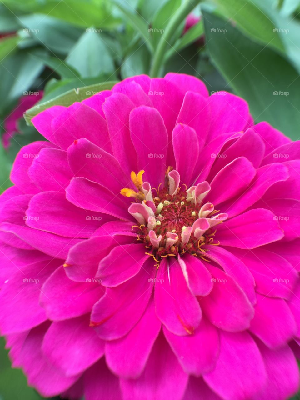 Magenta fuchsia flower 