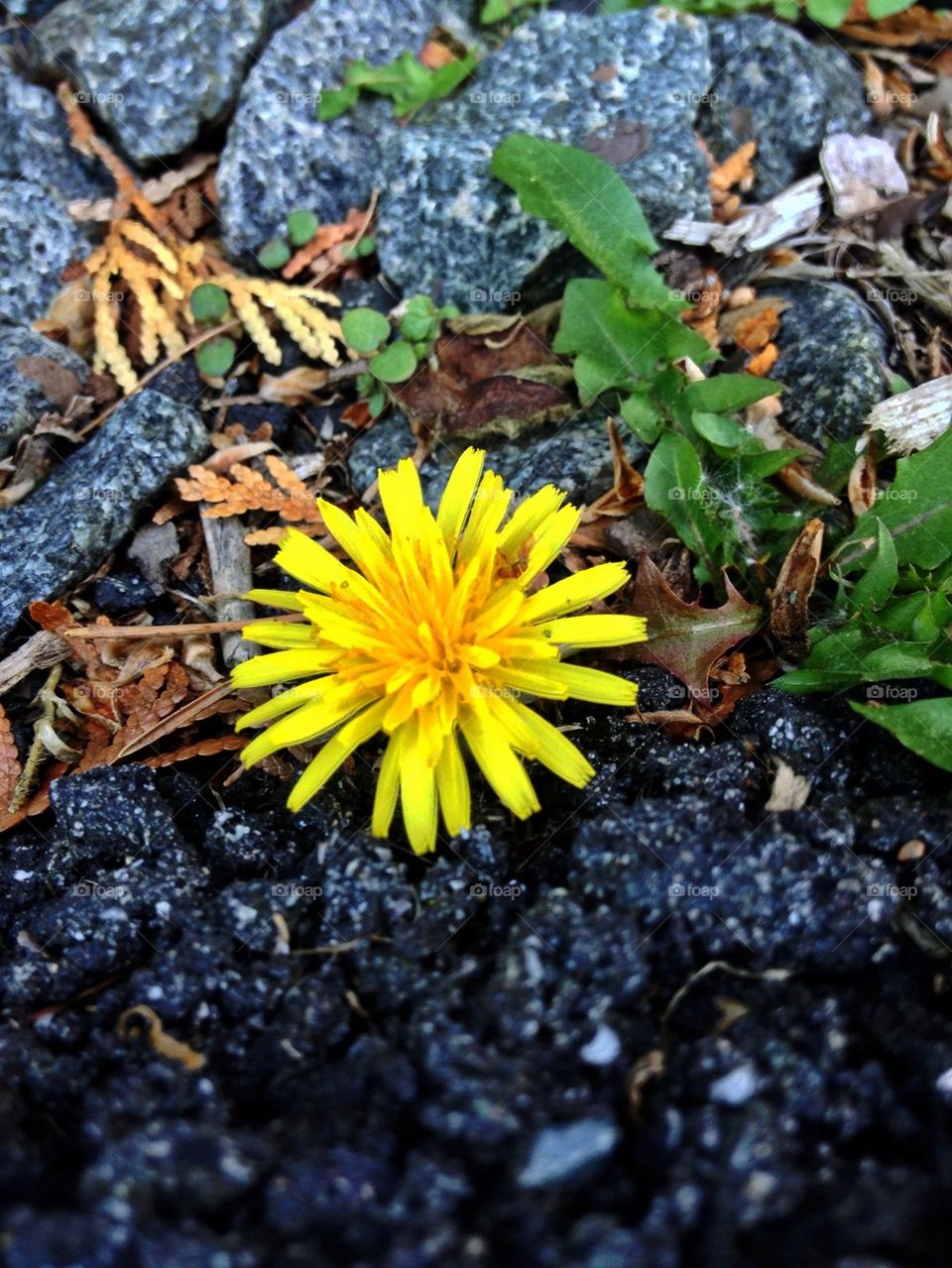 green yellow dandelion weed by jmh