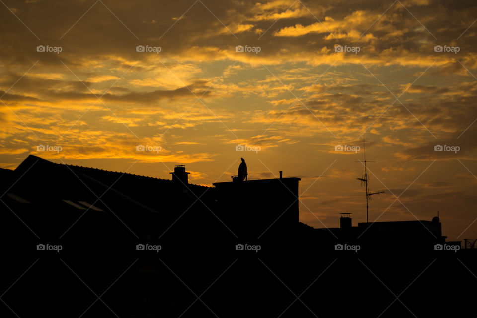 urban sunset over roof tops