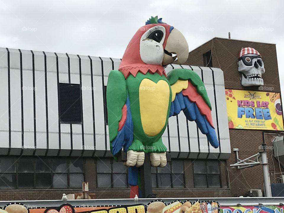 So that’s parrot fashion in Blackpool 