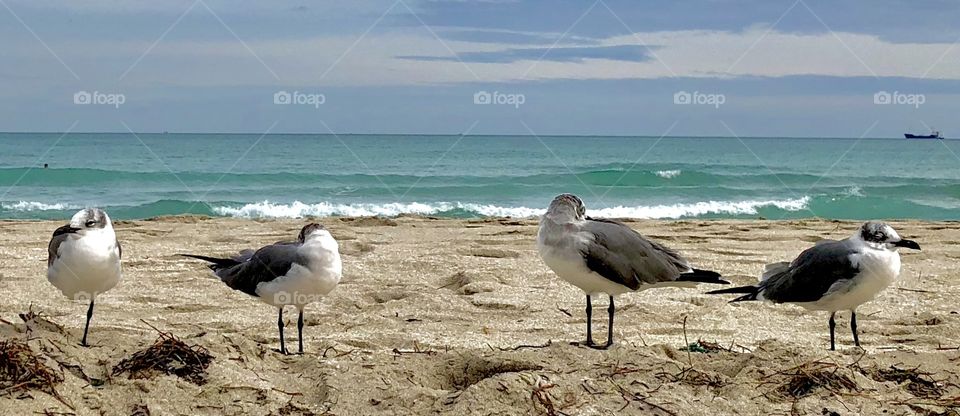 4 birds in the sand