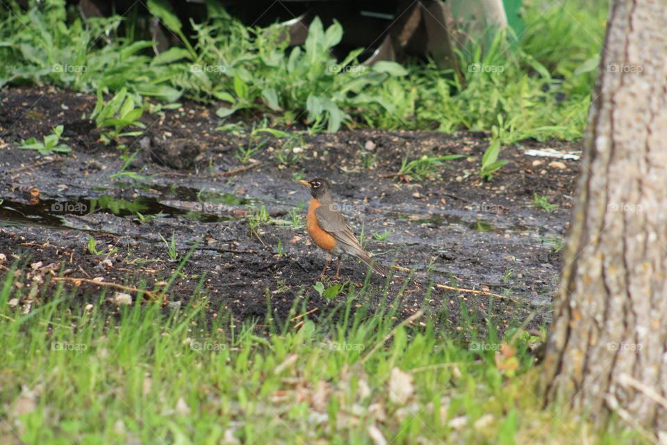 Robin playing on the ground