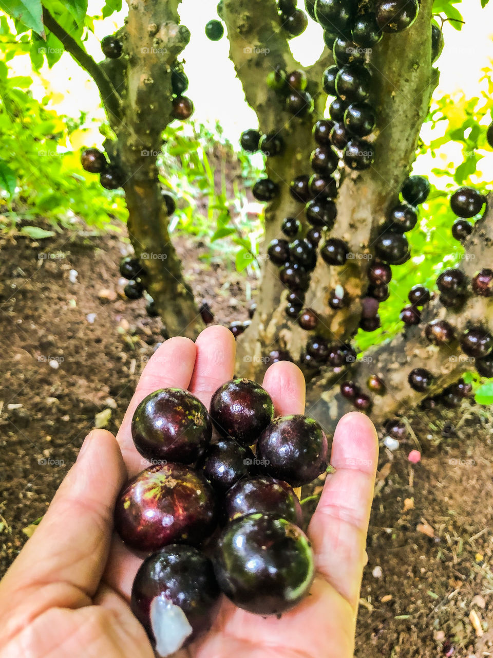 Jabuticaba 