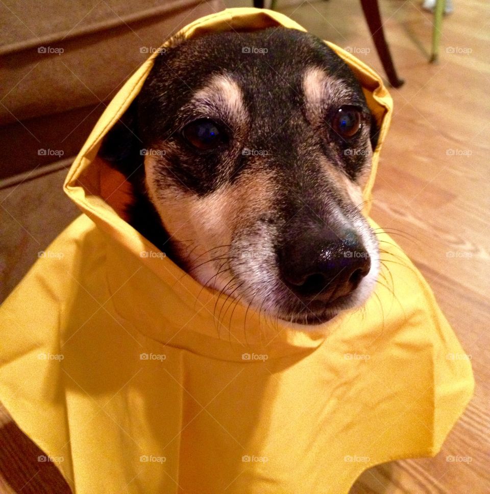 Sad dog in yellow raincoat