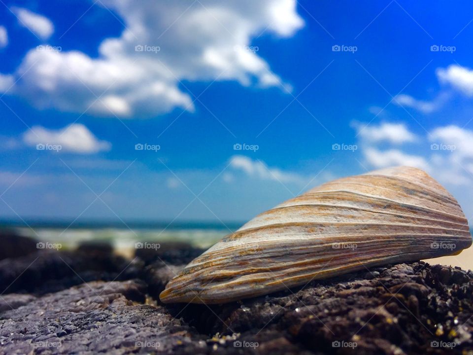 summer shell