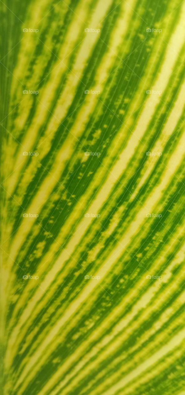 Leaf focus walpapers