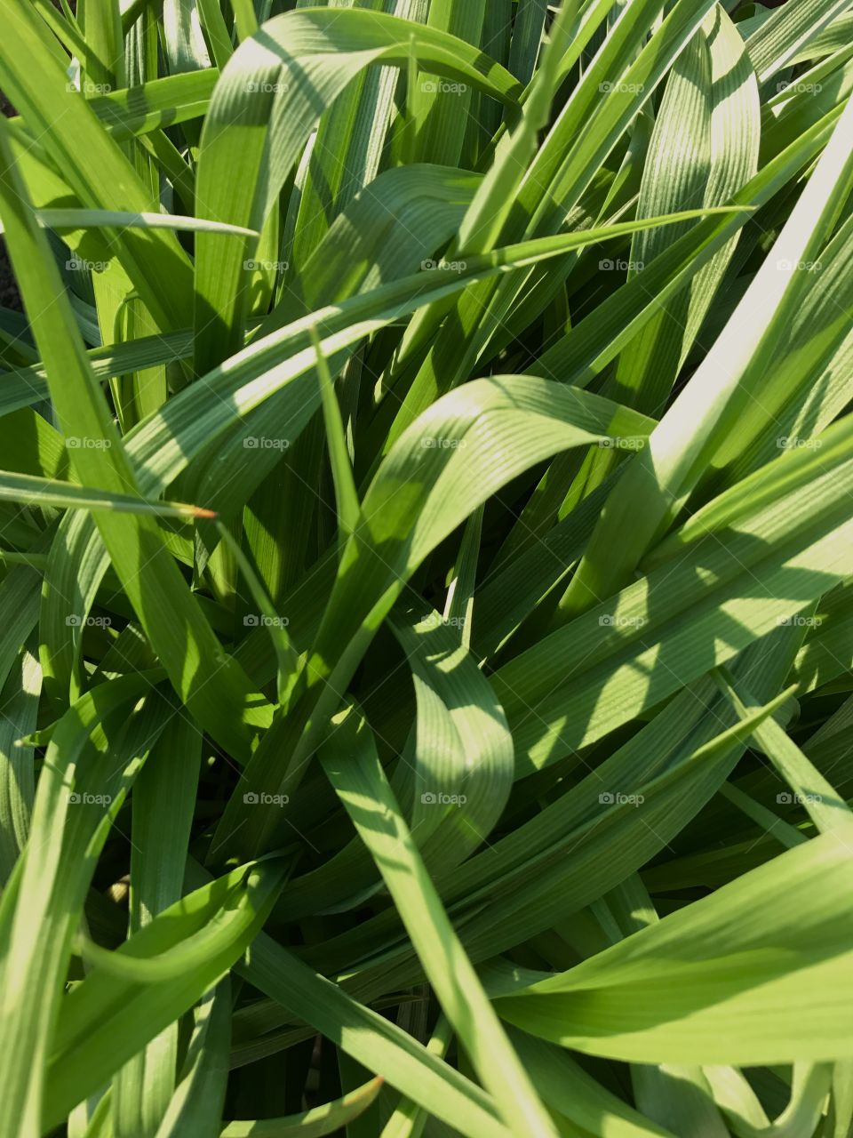 green grass pattern 