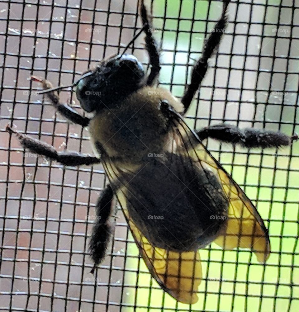 screened in bumblebee