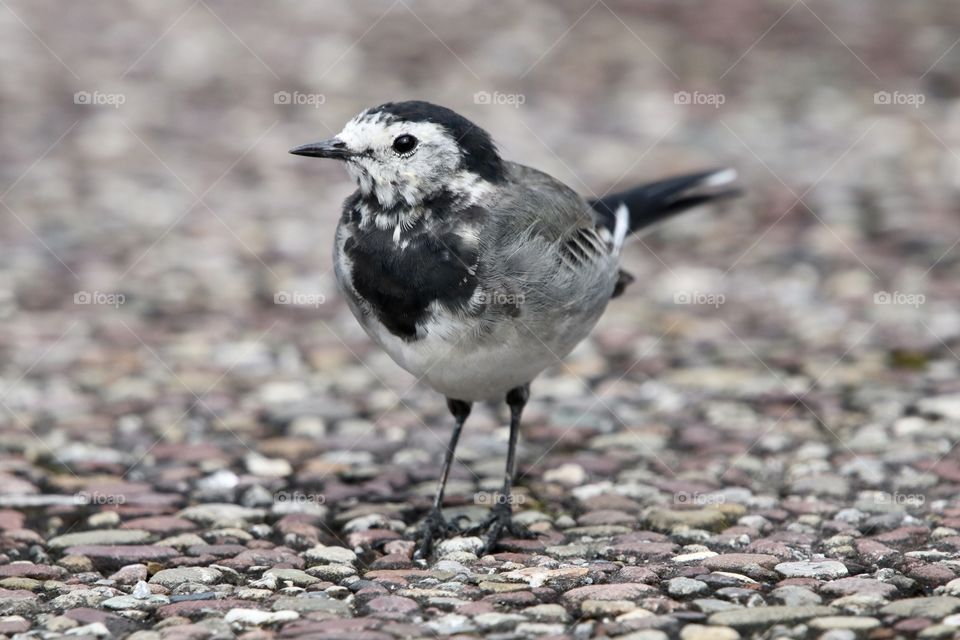Wagtail