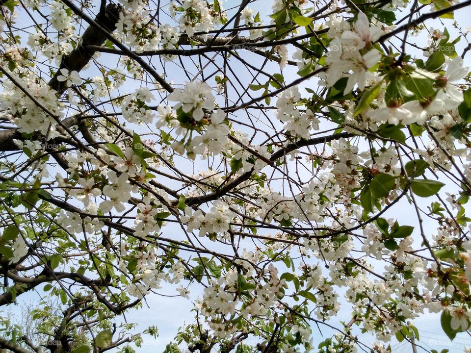 Tree, Branch, Cherry, Flower, Season