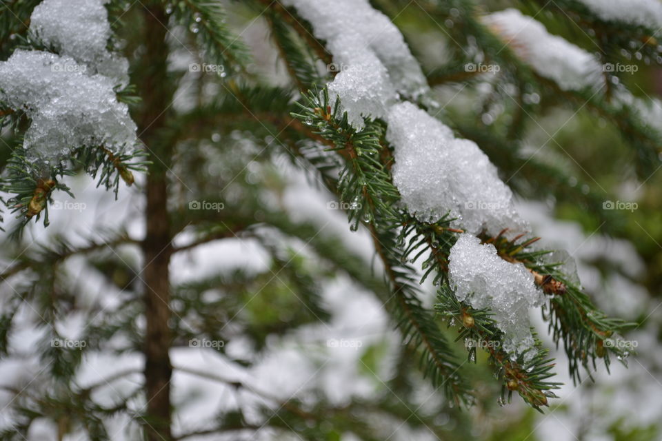 Melting snow on pine tree in the Canadian Rockies in springtime 