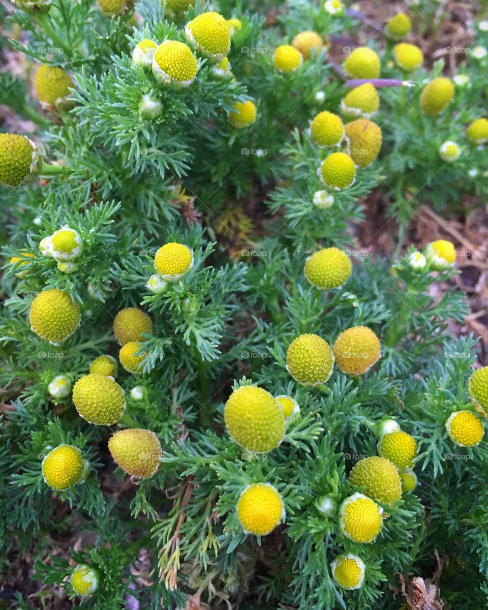 Pineapple weed chamomile