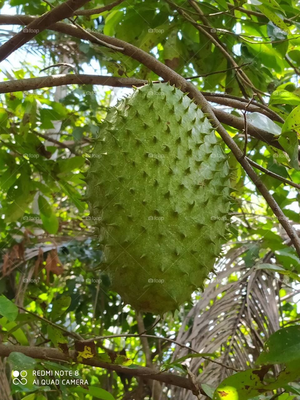 fruit