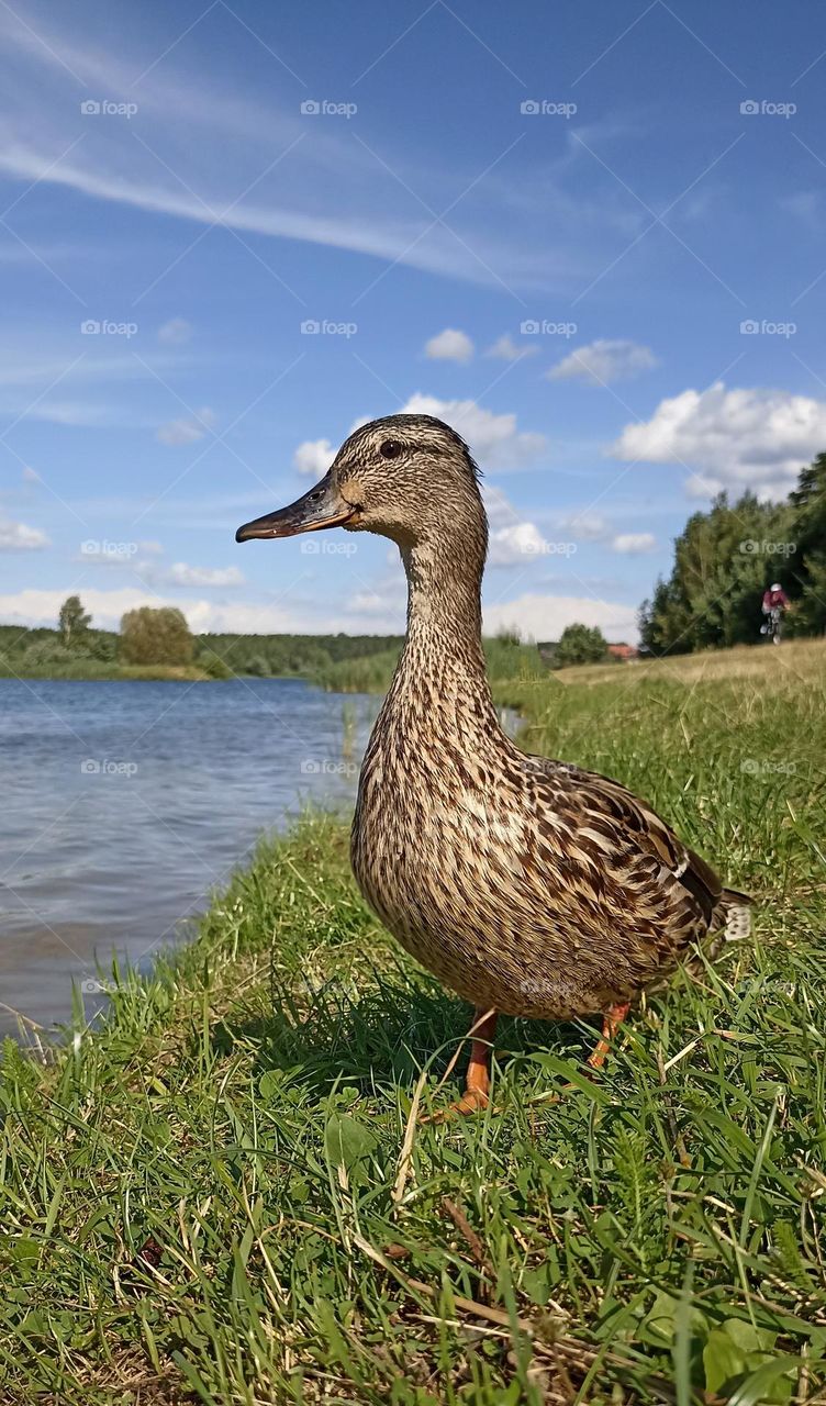 duck on a green grass summer time mobile photography