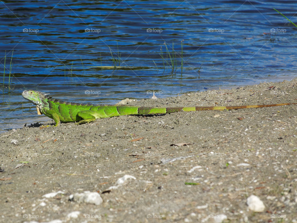 Juvenile Green Iguana By Lake Full Length