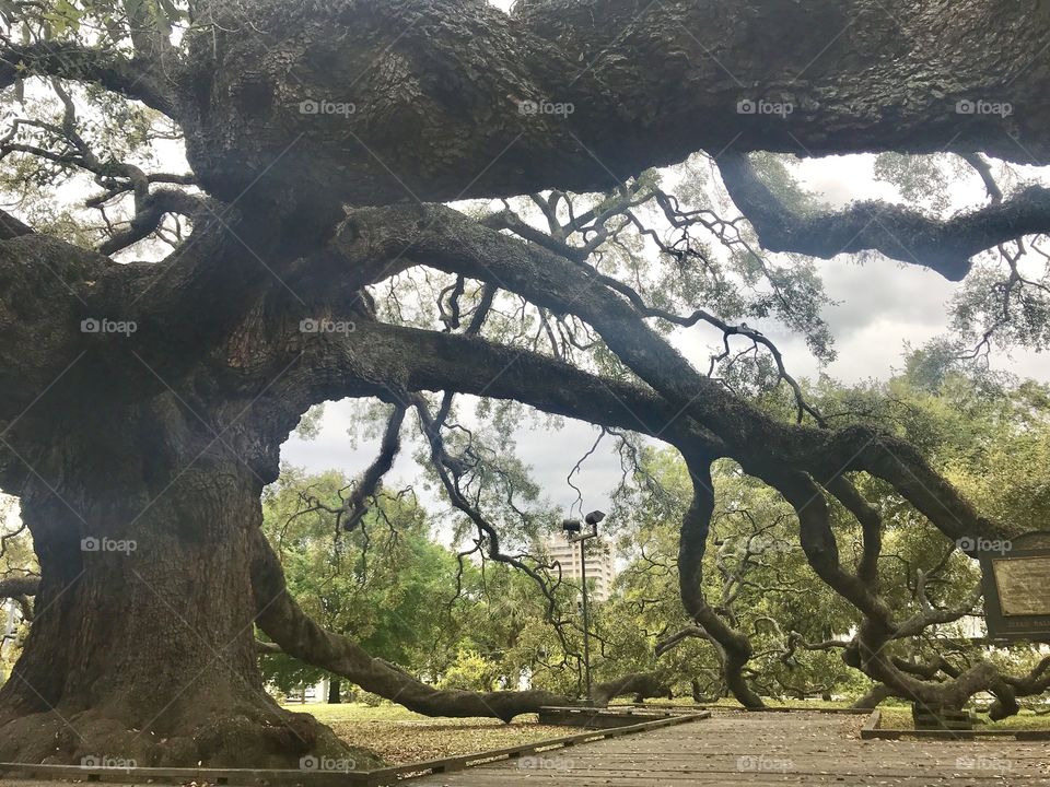 The magical branches of treaty oak 
