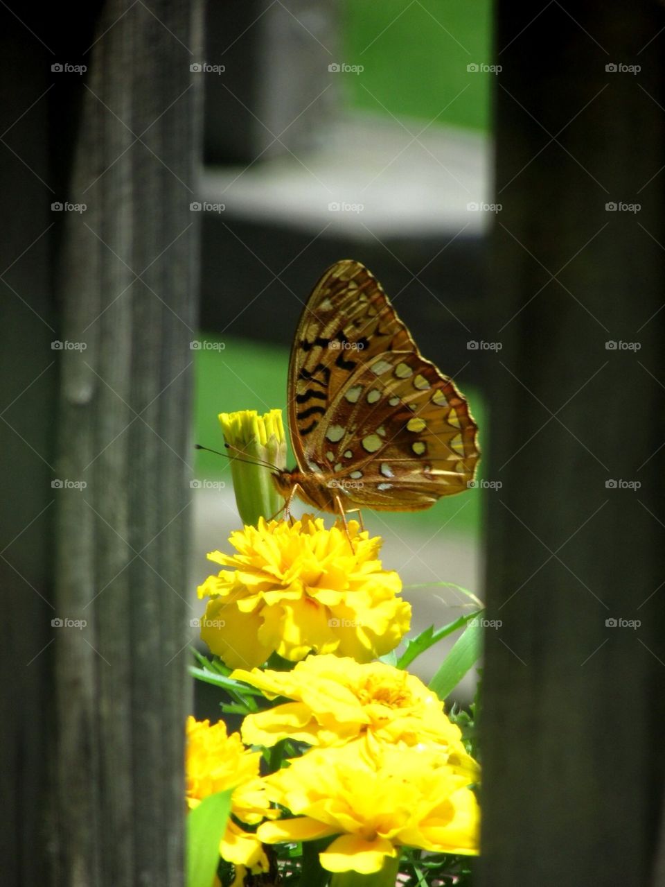 Friendly Flutter