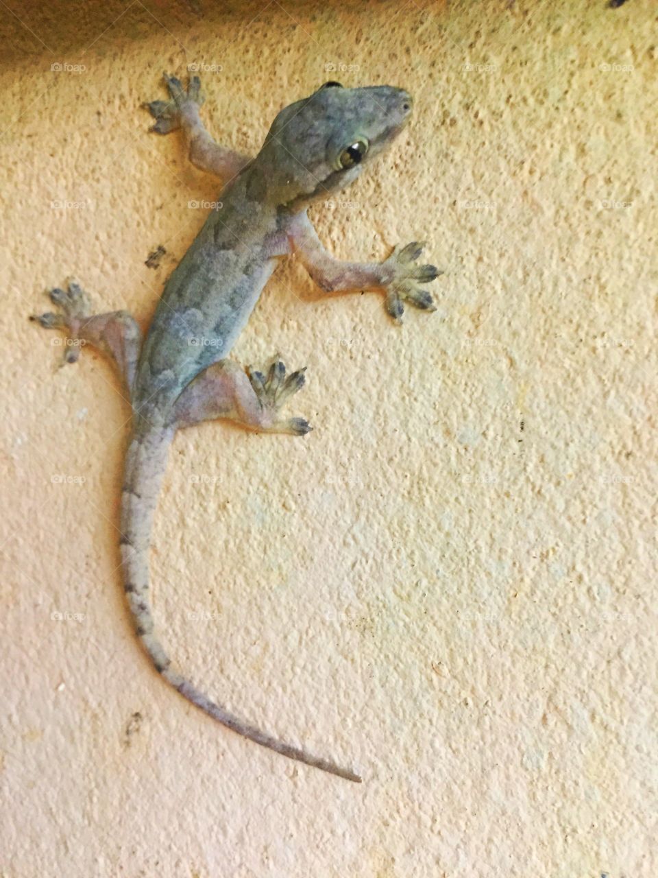 Lena Hope . A new friend