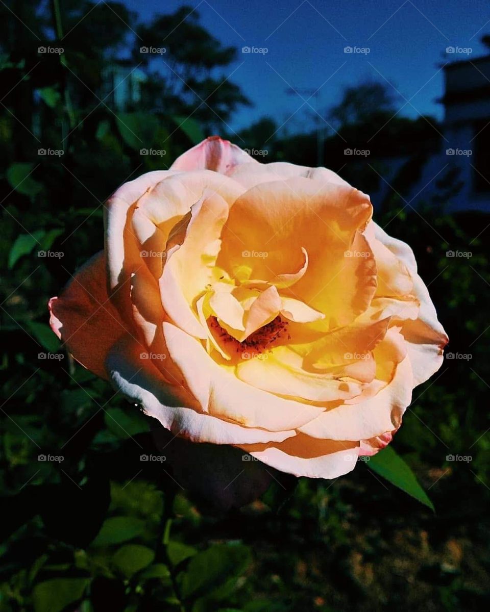 Orange, Yellow and Pink Rose on my garden, colorful and sunny day. Beautiful macro shot of the o torny flower.