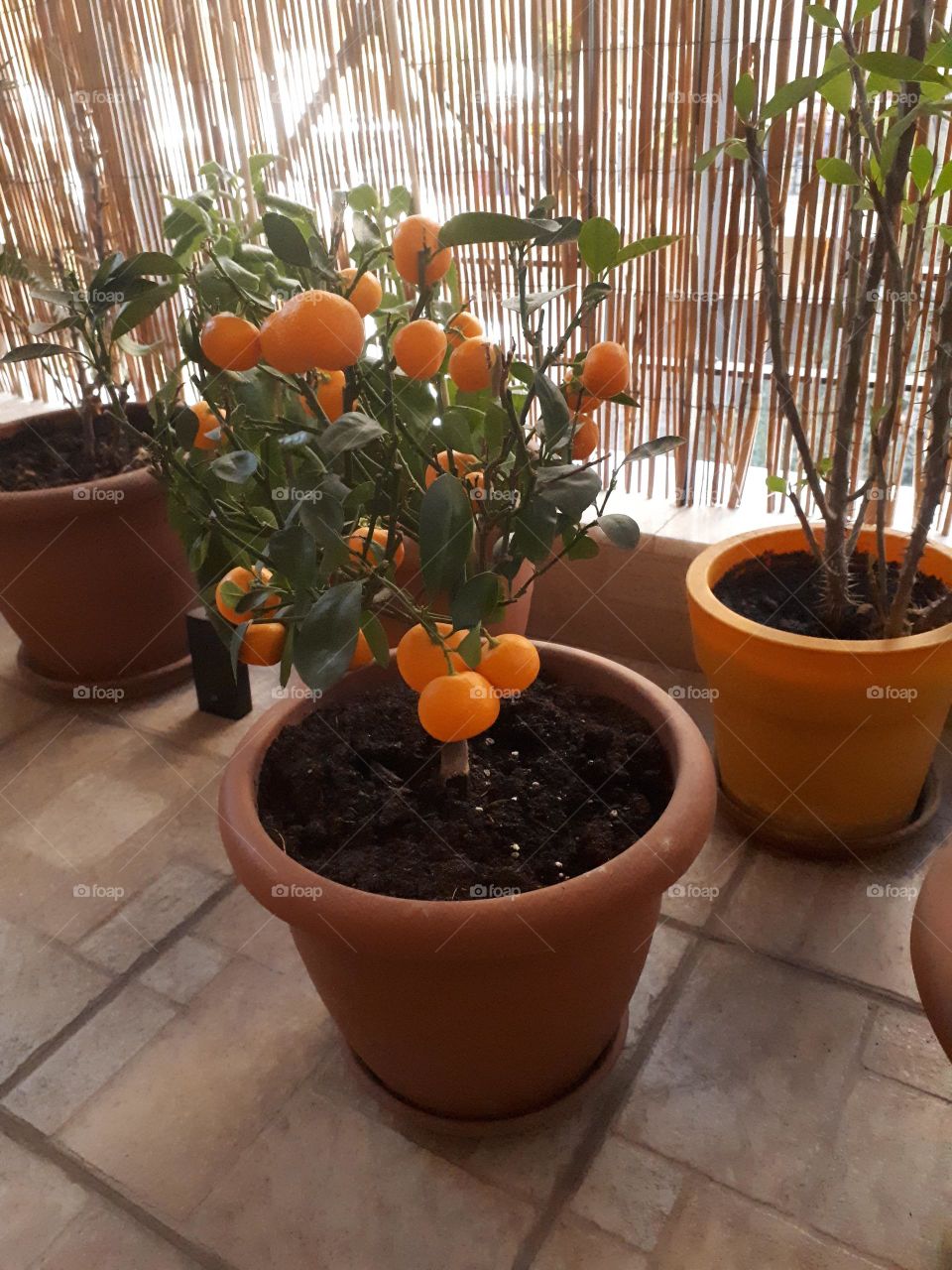 Mandarin tree