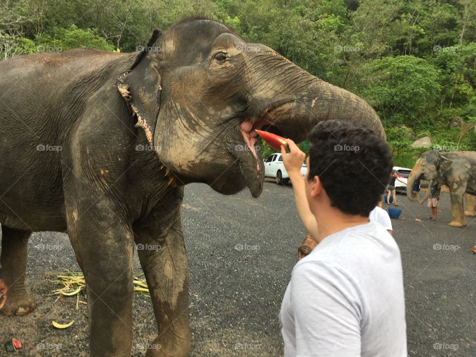Feeding elephant in Thailand