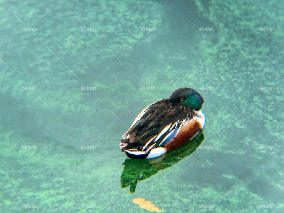 Northern Shoveler